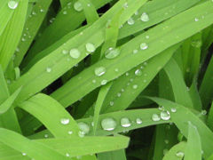 雨上がり