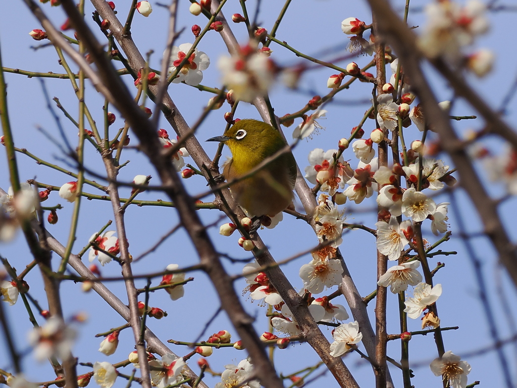 花にかこまれて。。