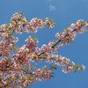 春を感じる３