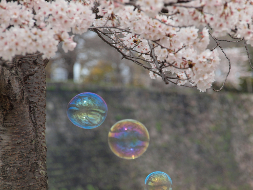 桜とシャボン