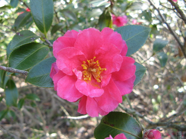 春近し　花１４