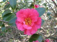 春近し　花１４