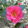 春近し　花１４