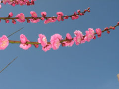 春近し　花１２