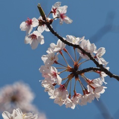 休日 桜