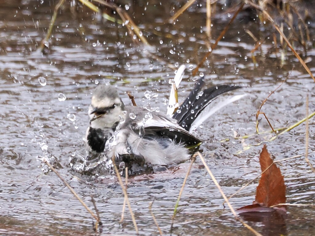 小川で水浴び