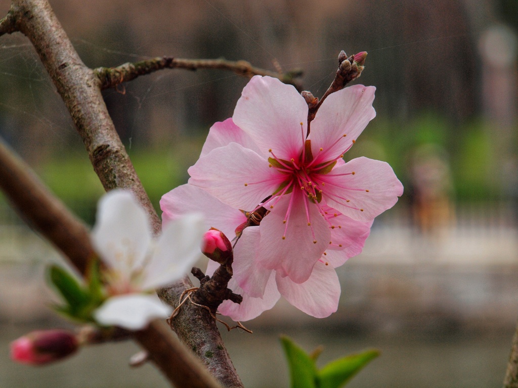 桜