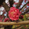 紅梅 