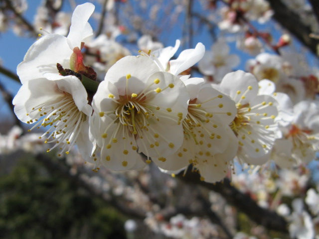 春近し　花９