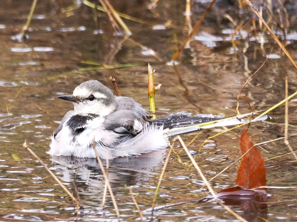 小川で水浴び