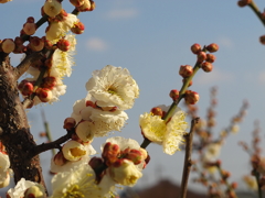 花の季節へ２