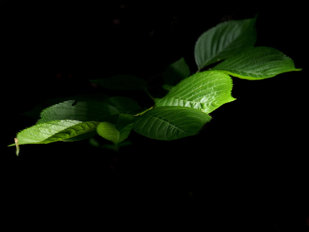 春の森