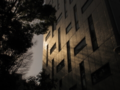 木漏れ陽