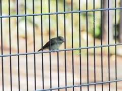 キビタキ