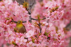 桜　メジロ