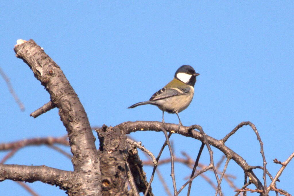 シジュウカラ