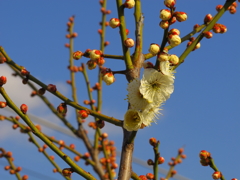 花の季節へ