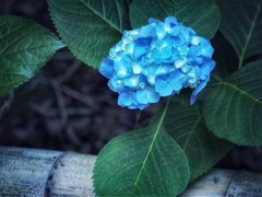 紫陽花