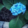 紫陽花
