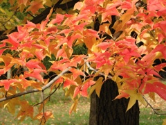 秋を感じて　紅葉