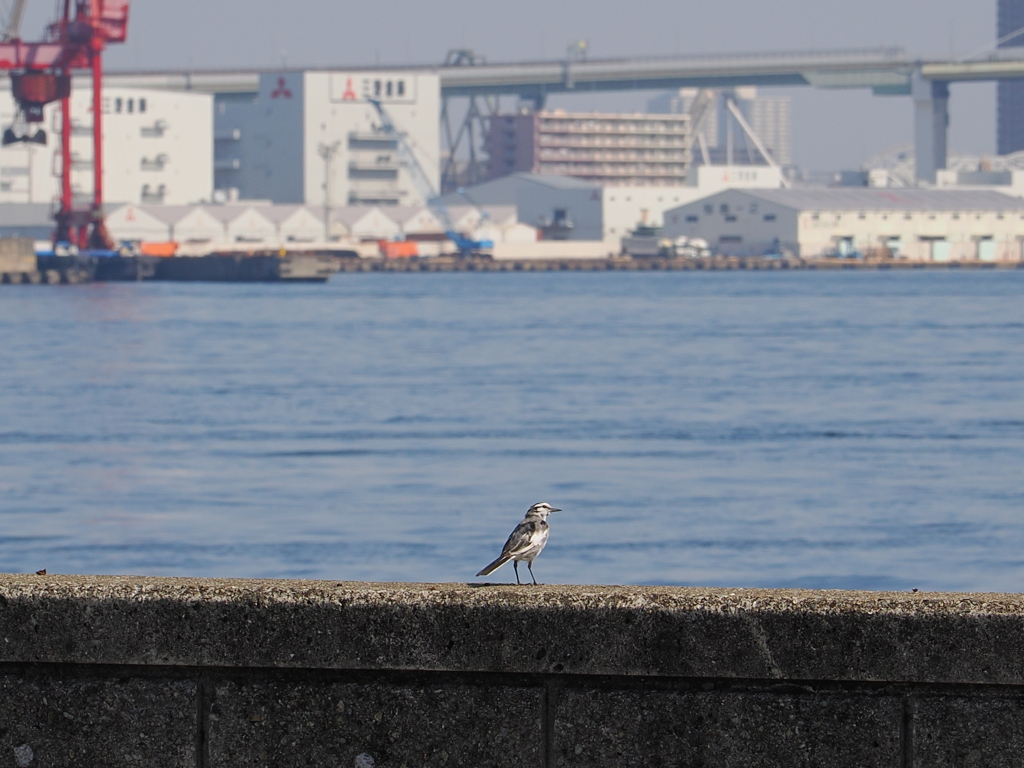 休日の光景　小鳥