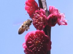 春への誘い２