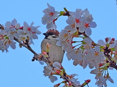 桜の枝でひとやすみ