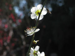 春近し　花３