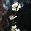 春近し　花３
