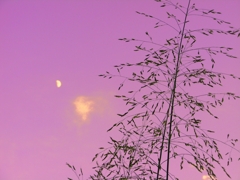 夕暮れ時