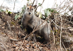 カモシカ