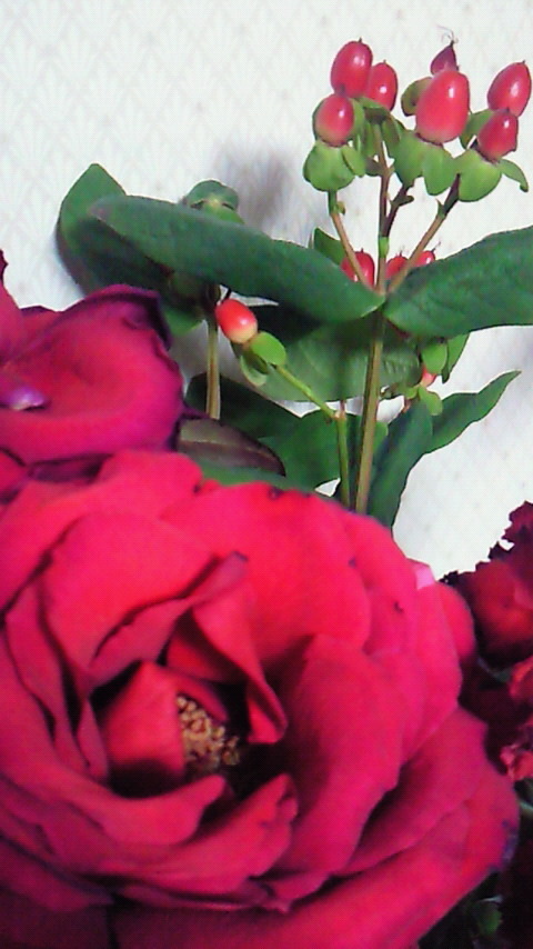 rose