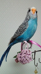 ｂｉｒｄ
