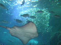 江の島水族館