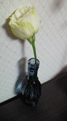 白い花。