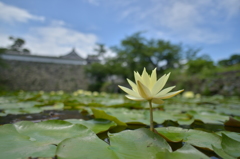 梅雨明け近し