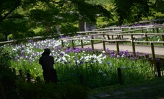 花菖蒲園