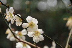 梅花