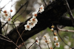 梅花