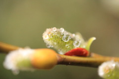 雨上がり