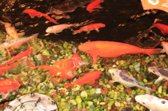 鯉