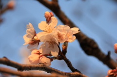 小城公園の桜