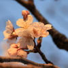 小城公園の桜