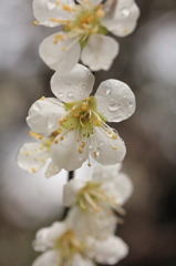 梅花
