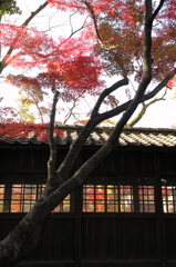 紅葉
