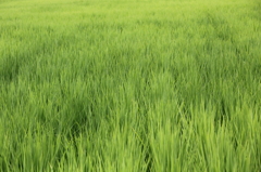 稲