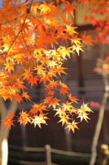 紅葉