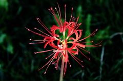 曼珠沙華