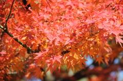 紅葉