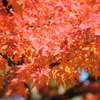 紅葉